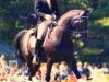 Dressage Exhibition